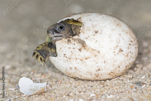 Hermann's tortoise, Testudo hermanni, hatching