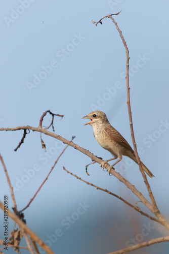 Red-backed shrike (Lanius collurio) juvenile sitting on a bare branch with open beak, small wild bird, blue background
