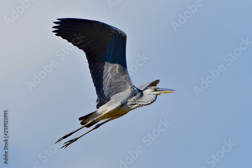 Grey heron (Ardea cinerea) flying in the blue sky with open beak, large wild bird in flight, side view