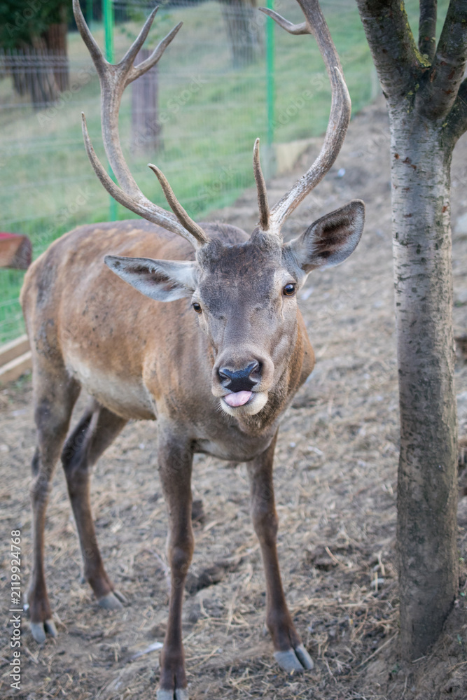 Fototapeta premium Majestic deer with impressive antlers stands by a tree, sticking out its tongue.