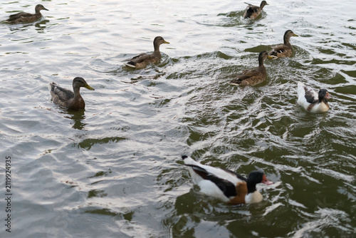 Obraz na płótnie A flock of ducks gracefully swimming in a serene lake at dusk, creating gentle ripples on the water's surface