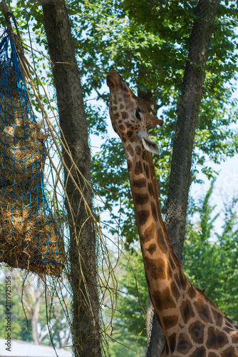 Photography A graceful giraffe stretches its neck to reach a hay net in a verdant setting
