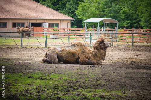 A resting camel in a serene zoo enclosure on a cloudy day.