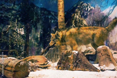 Fotografie A lone wolf wanders through a snowy forest landscape under moonlit skies, evoking a sense of mystery and wilderness