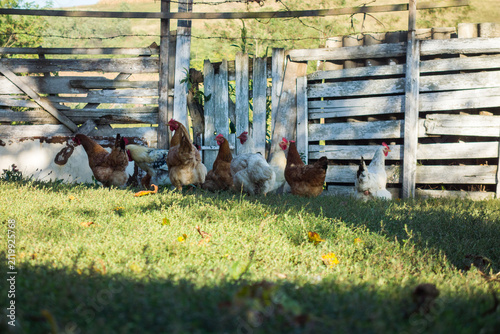 Photography Free-range chickens roam in a rustic farmyard, basking in sunlight near a wooden fence