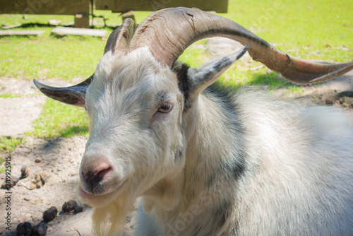 Fotografie Close-up of a majestic goat with curved horns basking in the sunlight