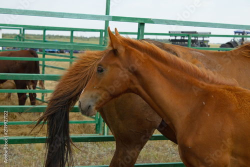 Картината върху платно Chestnut Foal with White Blaze Standing Near Mare at Farm Enclosure