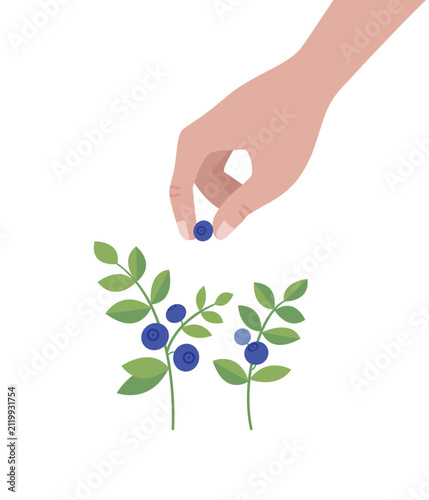 Hand picking fresh blueberries from bush - flat vector illustration of berry harvest.