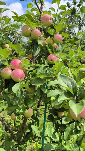 apples on tree