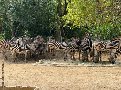 Photography zebras in the safari