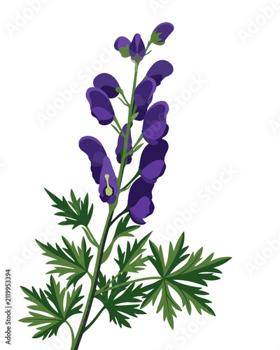 Принти на полотні Monkshood or aconite flower branch Aconitum napellus flat vector illustration