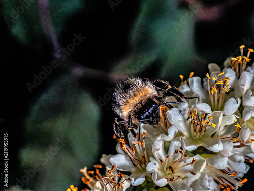 Bumblebee in garden in closeup