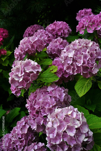Konstfotografi Hydrangea flowers, Hydrangea macrophylla, in purple colors