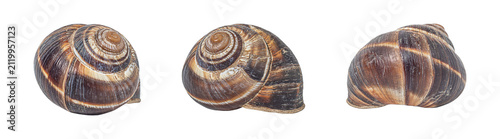 Fotografie A set of photos of a dark red snail shell with swirls and white stripes, isolated on a transparent or white background with clipped path
