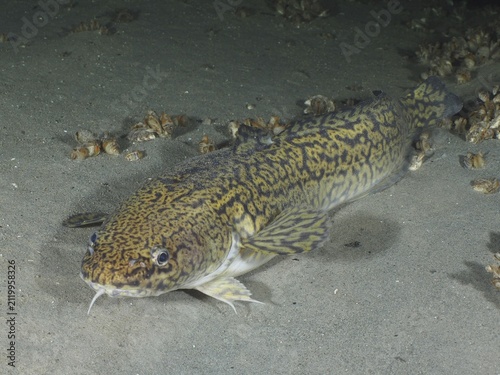 Burbot, burbot (Lota lota), rudd with a distinctive pattern resting on a sandy substrate. Dive site Steilwand, Wallhausen, Lake Constance, Germany