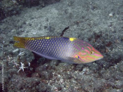 Colourful patterned fish, checkerboard junker (Halichoeres hortulanus), swimming close to the seabed above a grey surface, dive site Spice Reef, Penyapangan, Bali, Indonesia