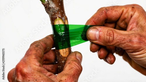 Hands grafting a fruit tree branch with green tape. Farmer performing professional plant propagation. Agriculture concept for gardening guides and tutorials.