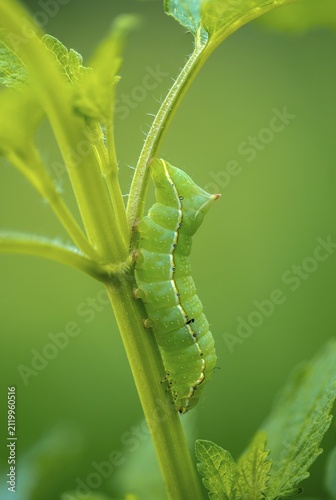 Amphipyra berbera, Amphipyra svenssoni, owl moth, noctuidae, pyramidal owl, Svensson's copper underwing, Svensson's pyramidal owl, butterfly, camouflage, high size, portrait, inchworm, insects, moths, moths, moth, caterpillar, butterfly, camouflage