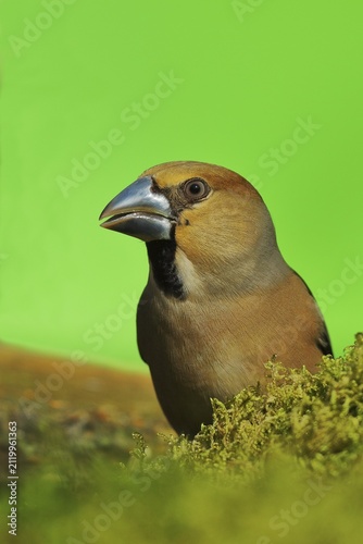 Hawfinch (Coccothraustes coccothraustes), male, animal portrait, North Rhine-Westphalia, Germany