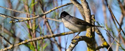 Eurasian blackcap - male // Mönchsgrasmücke - Männchen (Sylvia atricapilla) 