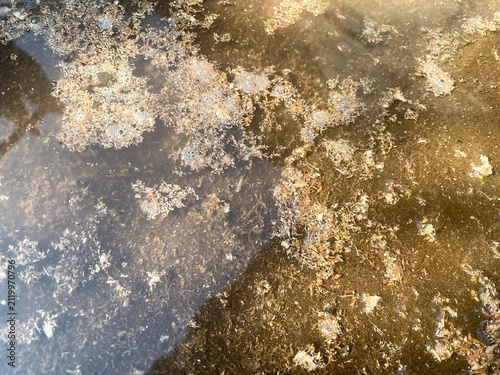 Bild auf Leinwand Natural textured ground surface with mud and organic debris.