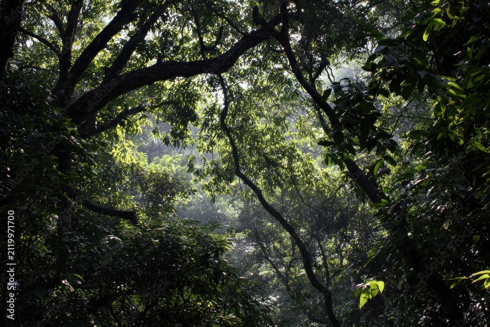 Fototapeta premium Forest canopy sunlight trees nature