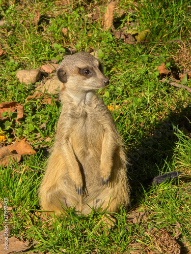 Alert meerkat standing on green grass in sunlight Description