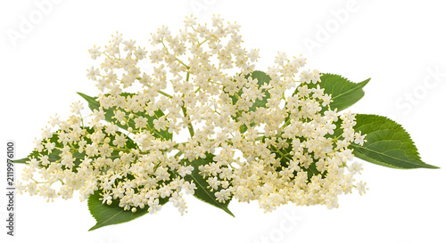 Cluster of white elderflower blooms on green stems isolated on transparent background