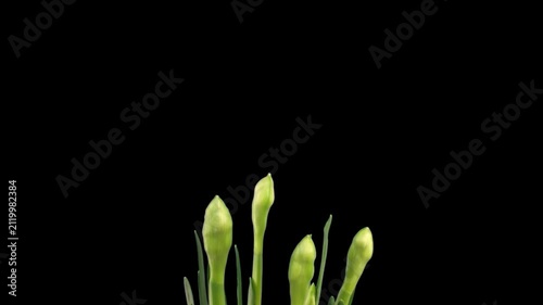 Timelapse of Narcissus 'Bridal Crown' flowers blooming, isolated on a transparent background with alpha channel. Ideal for compositing, motion graphics, VFX, advertising, spring-themed presentations