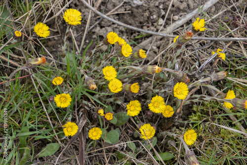 Yellow Coltsfoot Wildflowers Close Up On Spring Meadow Ground With Grass And Soil Texture, Tussilago farfara
