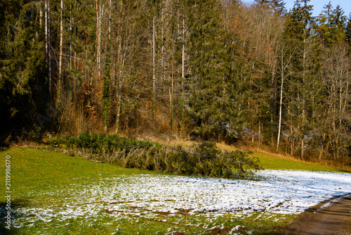 Fallen Pine Tree on Snowy Meadow at the Edge of an Evergreen Forest in Late Winter Sun