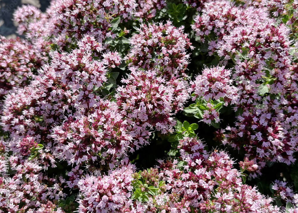 Obraz premium Blooming Oregano Herb Flowers in Garden