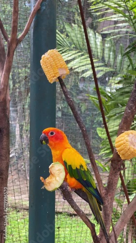 sun parakeet eating white guava on tree branch in the afternoon, the bright orange and yellow bird in its natural habitat