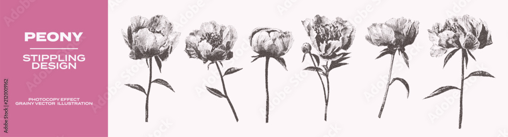 Obraz premium Vintage botanical set of peony flowers with grunge photocopy effect. Retro dotted texture illustrations of peony buds, steams, leaves. Nature floral design. Stippling grainy art in halftone tones
