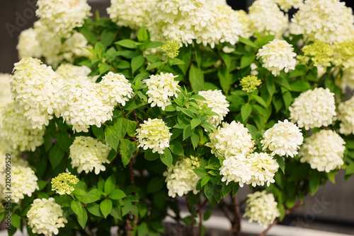 Принти на полотні Close blooming white panicle hydrangea bush with dense inflorescences and green leaves in urban street planter