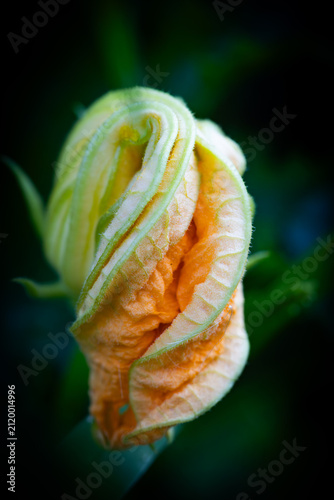 beautiful zucchini flower in organic garden garden