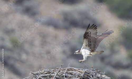 Fotografía Osprey Landing on its nest!