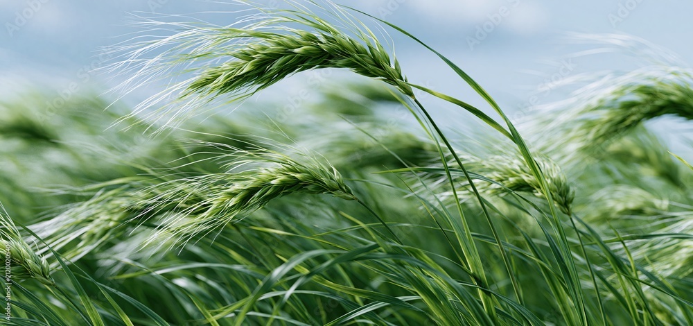 Obraz premium Barley plants waving in sunlight under a clear blue sky, symbolizing healthy growth and agricultural vitality.