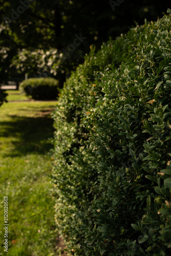 Foto sunlit green hedge lining a shaded park walkway at golden hour, dense glossy fol