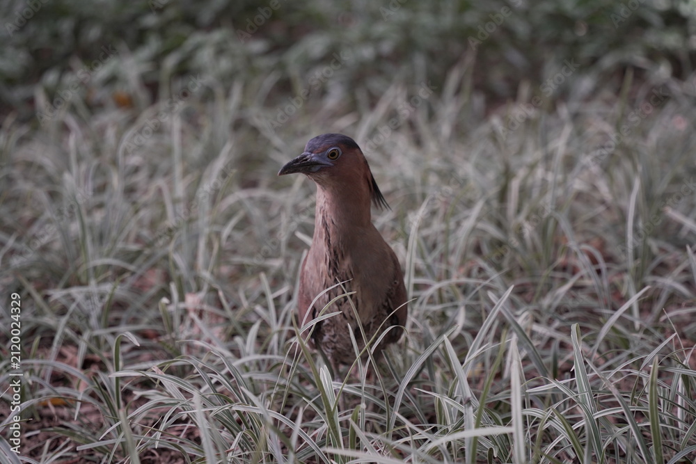 Fototapeta premium Malayan night heron foraging in grass