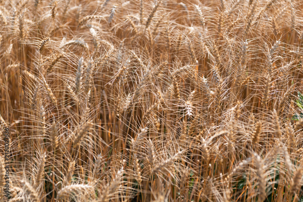 Obraz premium Crop harvest. Harvesting corn in autumn. Agricultural wheat field during harvest time. Countryside crop. Harvesting at crop field. Ripe barley agriculture. Harvest at field