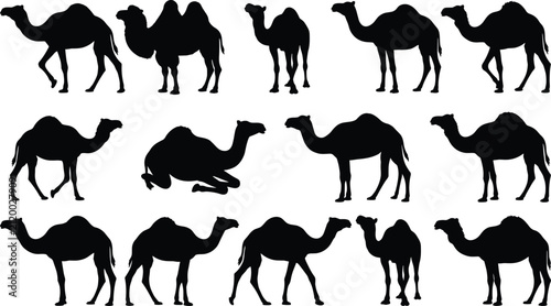 Принти на полотні Camel Silhouette Collection with Dromedary and Bactrian Desert Animal Vector Set