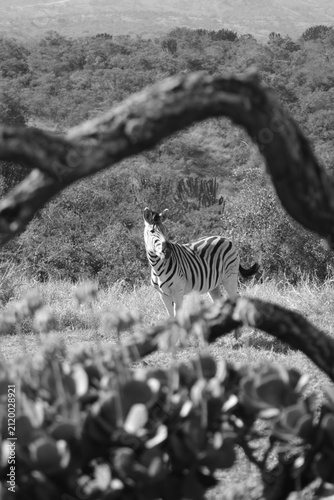 Photography Zebra Standing in Grassy Savannah