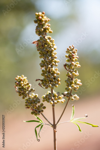 Chaste tree Vitex agnus-castus green seeds on a stem in summer outdoors.