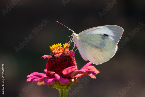Large white butterfly Pieris brassicae feeding on nectar on a pink zinnia flower in summer
