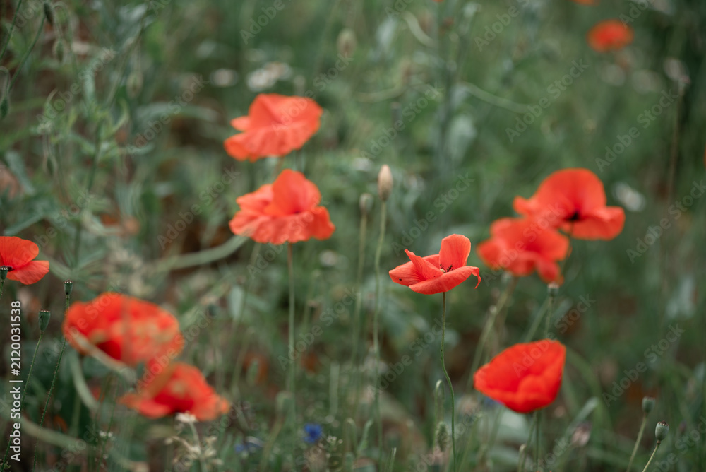 Fototapeta premium Poppies and daisies summer meadow with artistic floral atmosphere