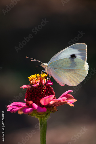  Large white butterfly Pieris brassicae feeding on nectar on a pink zinnia flower in summer.