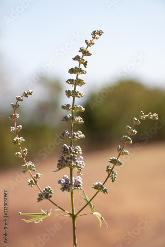Chaste tree Vitex agnus-castus blooming with purple flowers on a soft natural background.