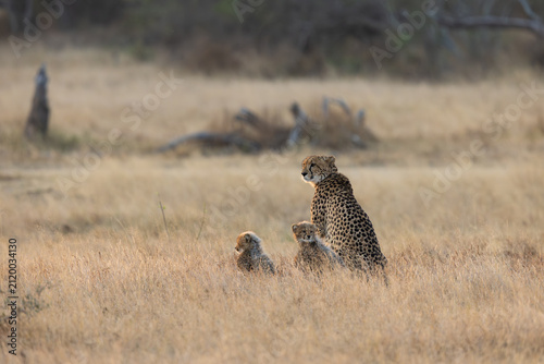 Canvas Print a cheetah family during the winter months
