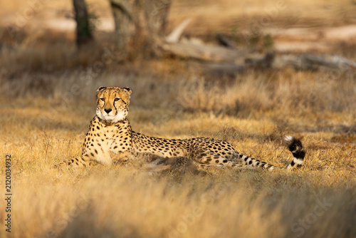 a female cheetah warming up in the golden sun rays